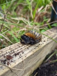 Snail in the Compass Centre Garden